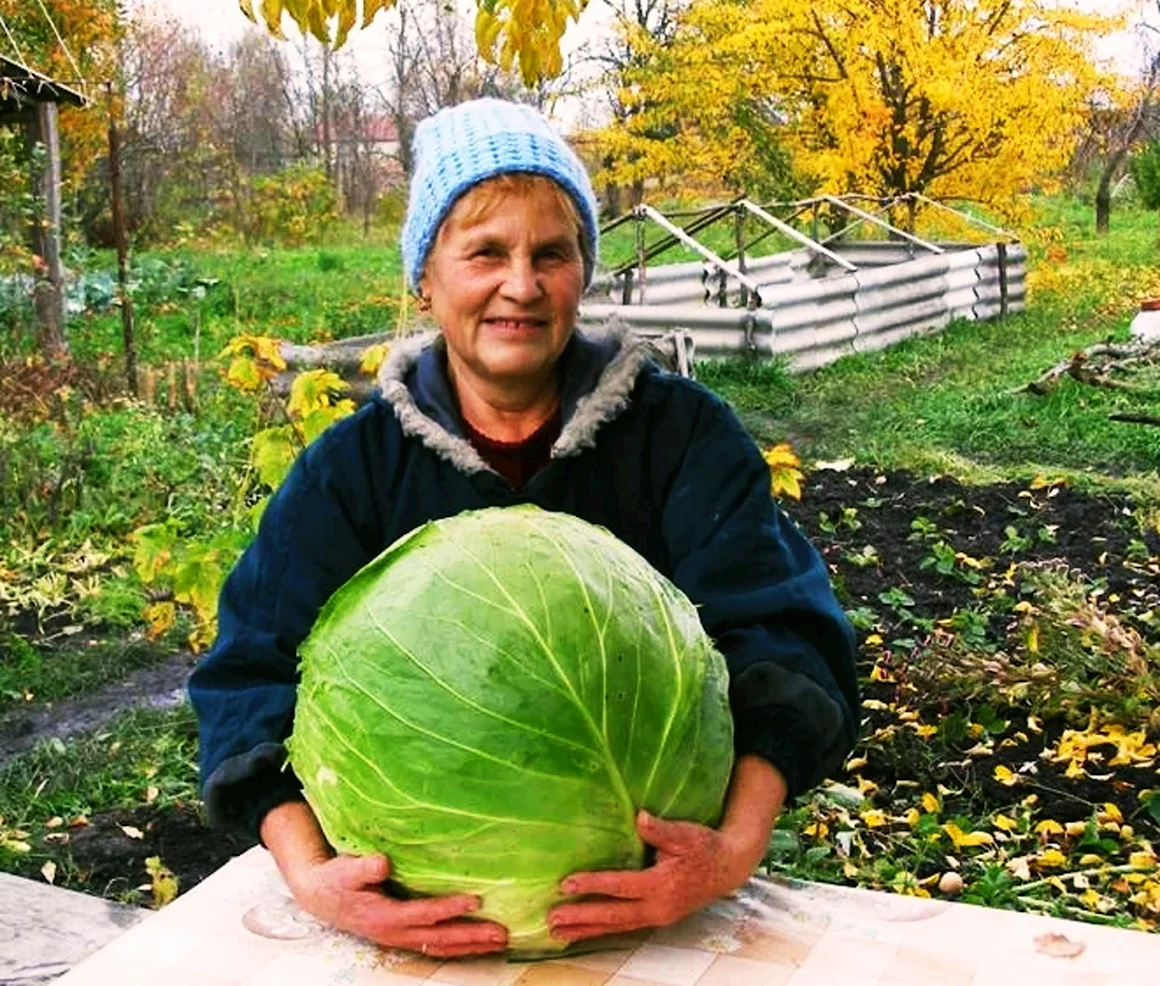 Урожай капусты