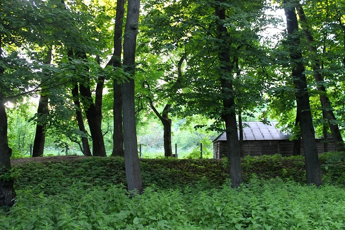 Усадьба Толстого Ясная Поляна природа