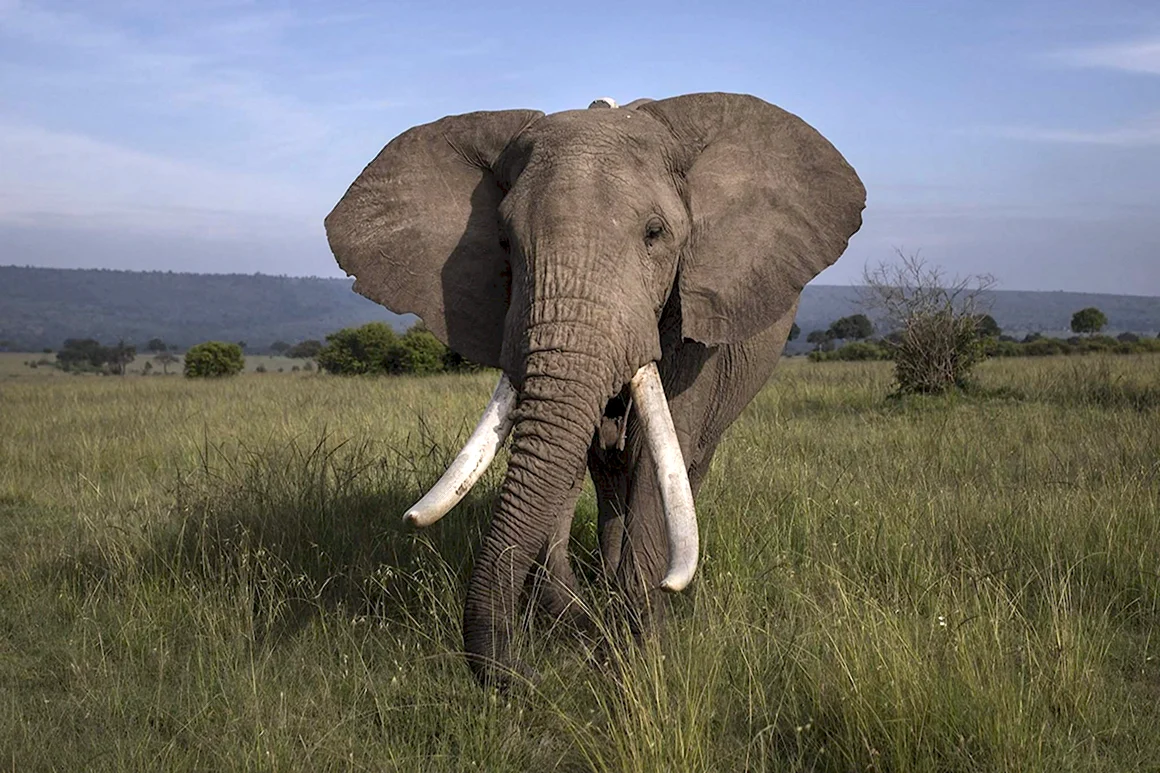 Уши африканского слона Loxodonta africana большого размера так как они …