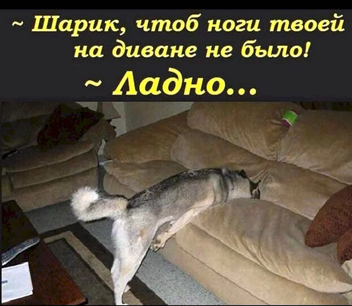 Устала как собака картинки