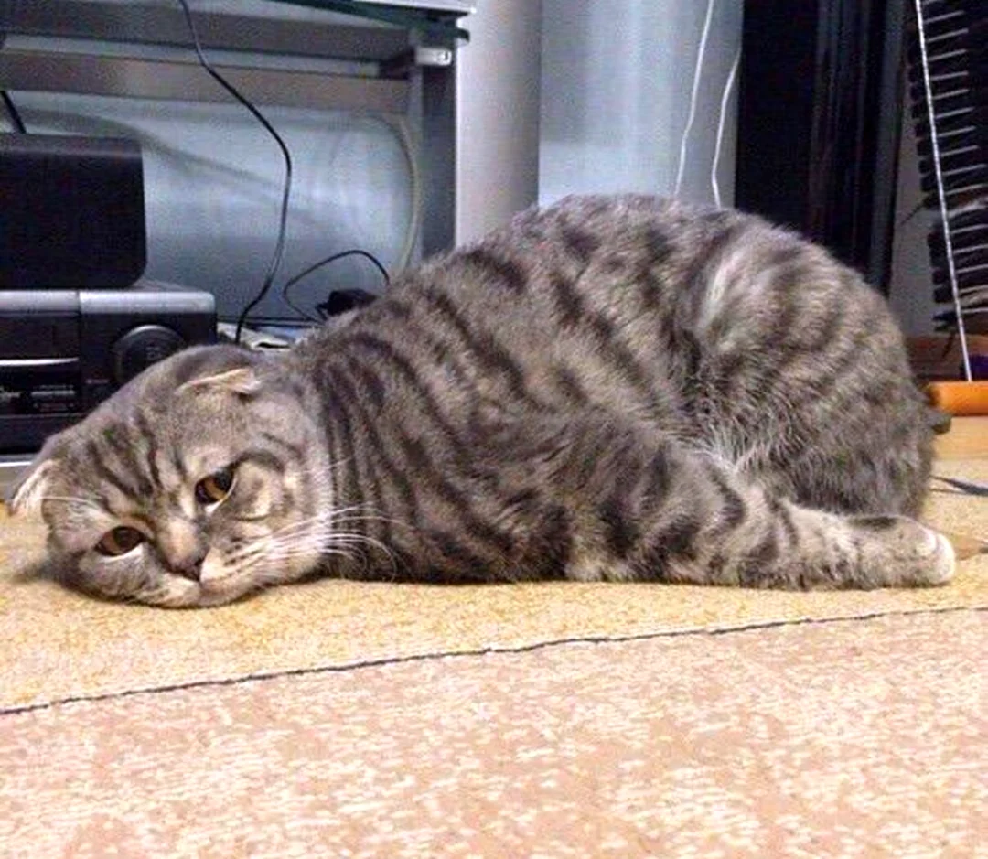 Уставший кот