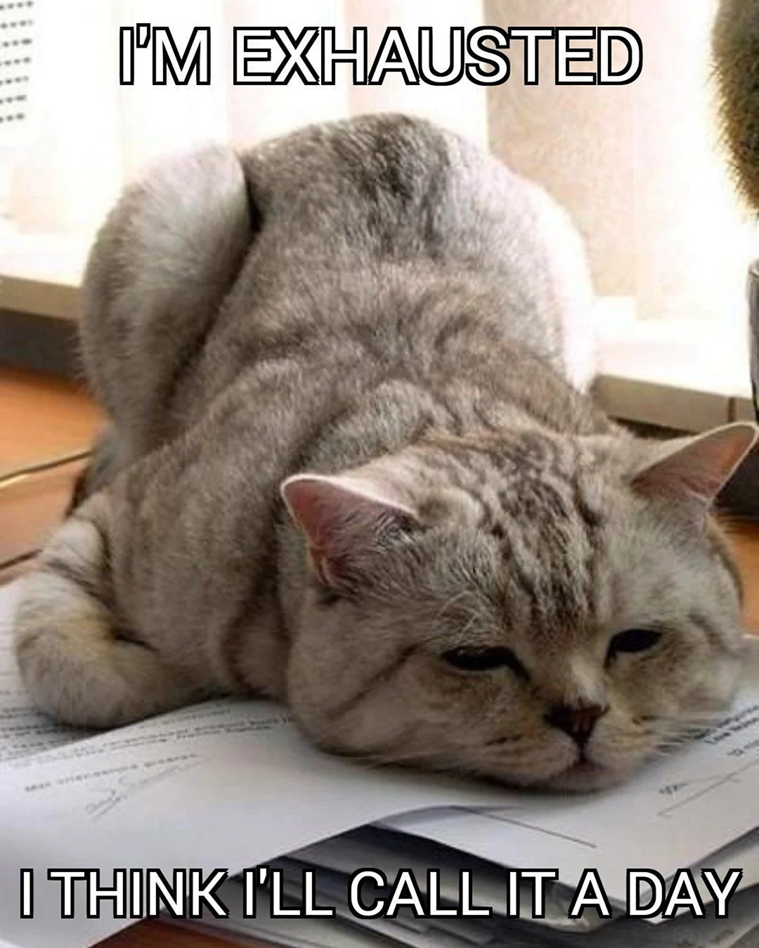 Уставший кот