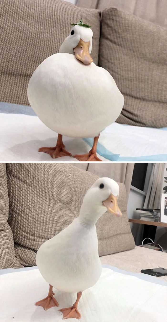 Утка белая