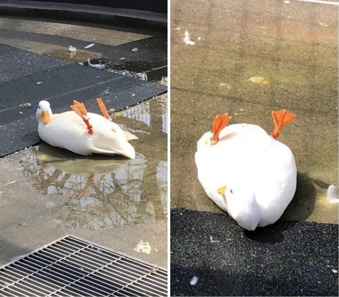 Утка с сердечком