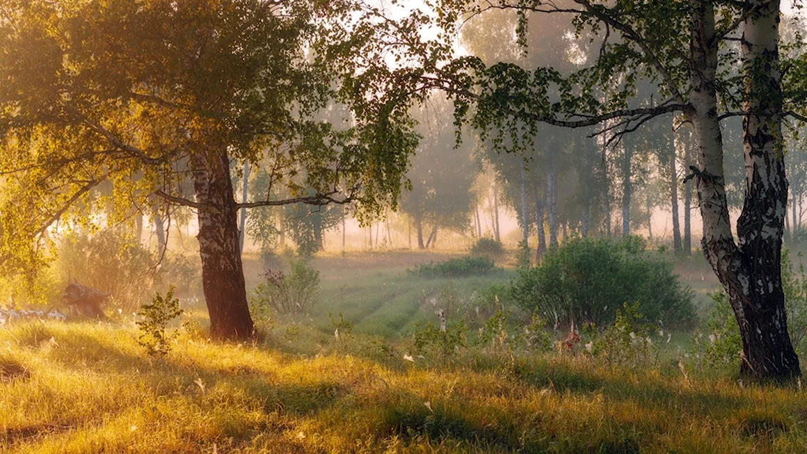 Утренний лес летом