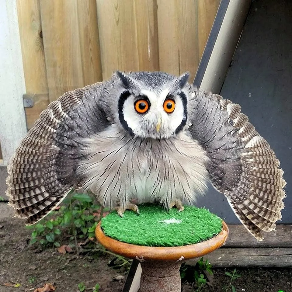 Узамбарский Филин