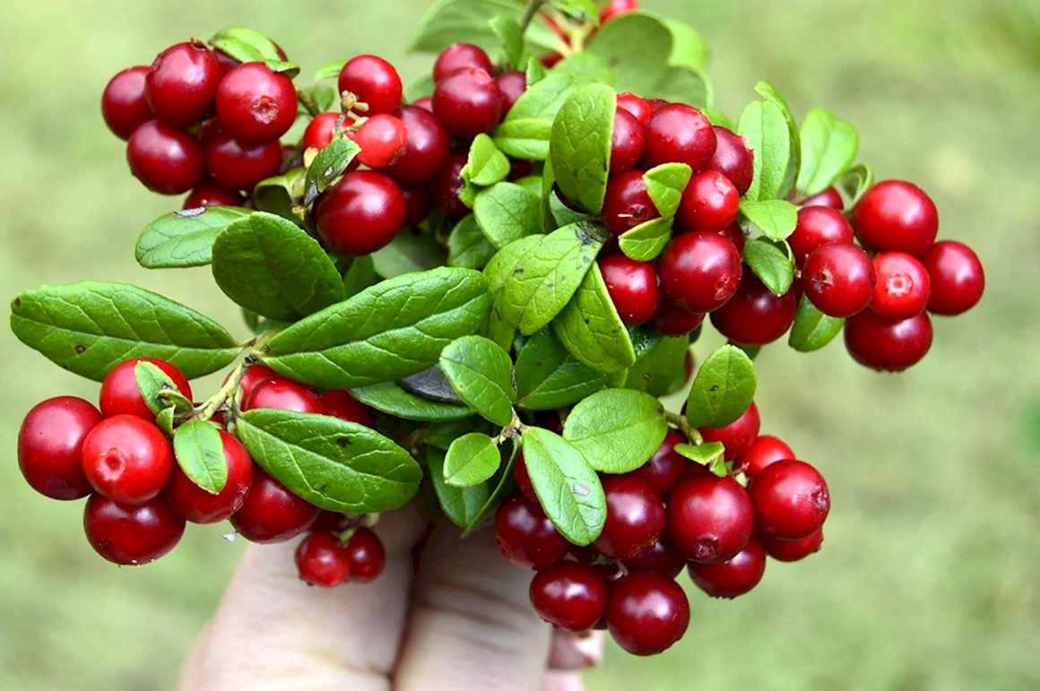 Vaccinium Vitis-idaea Red Pearl