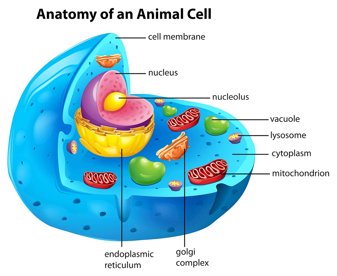 Vacuole in animal Cell