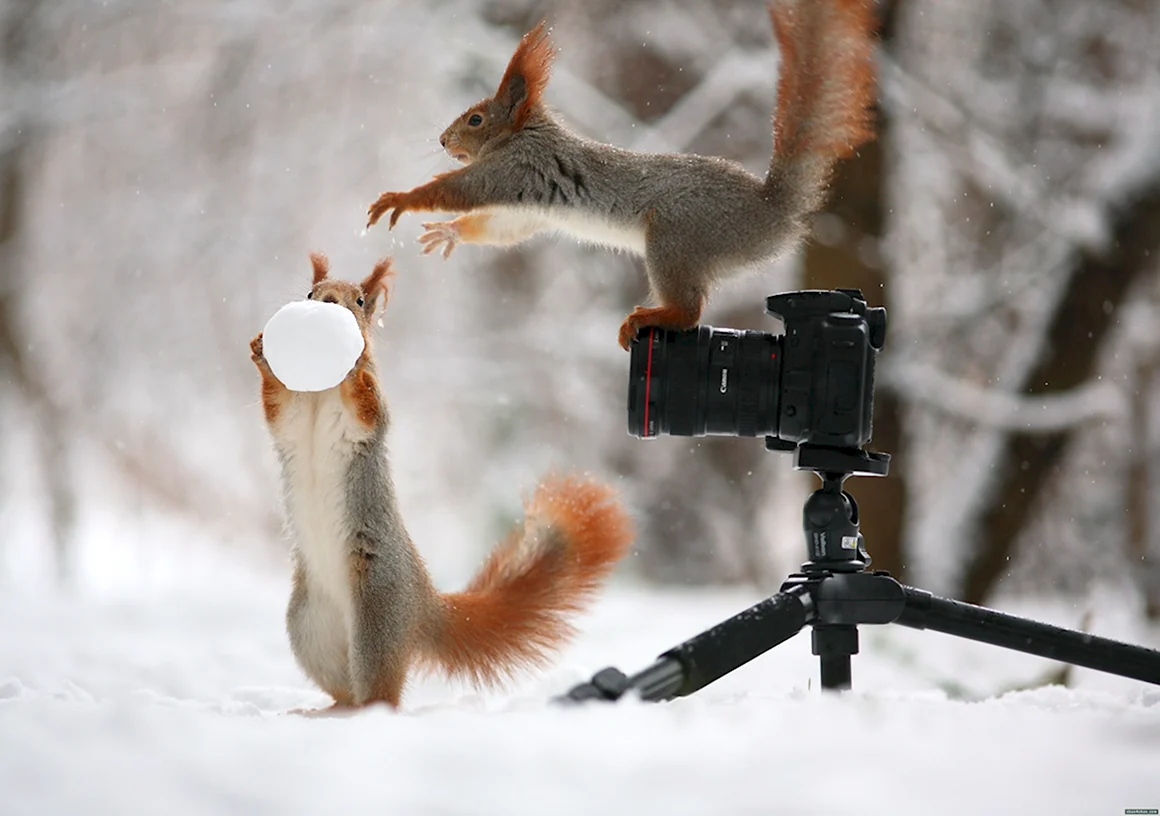 Вадим Трунов фотограф белки