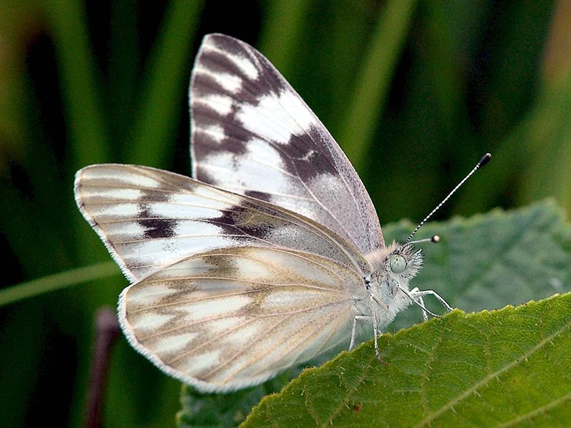 Вайт Баттерфляй White Butterfly