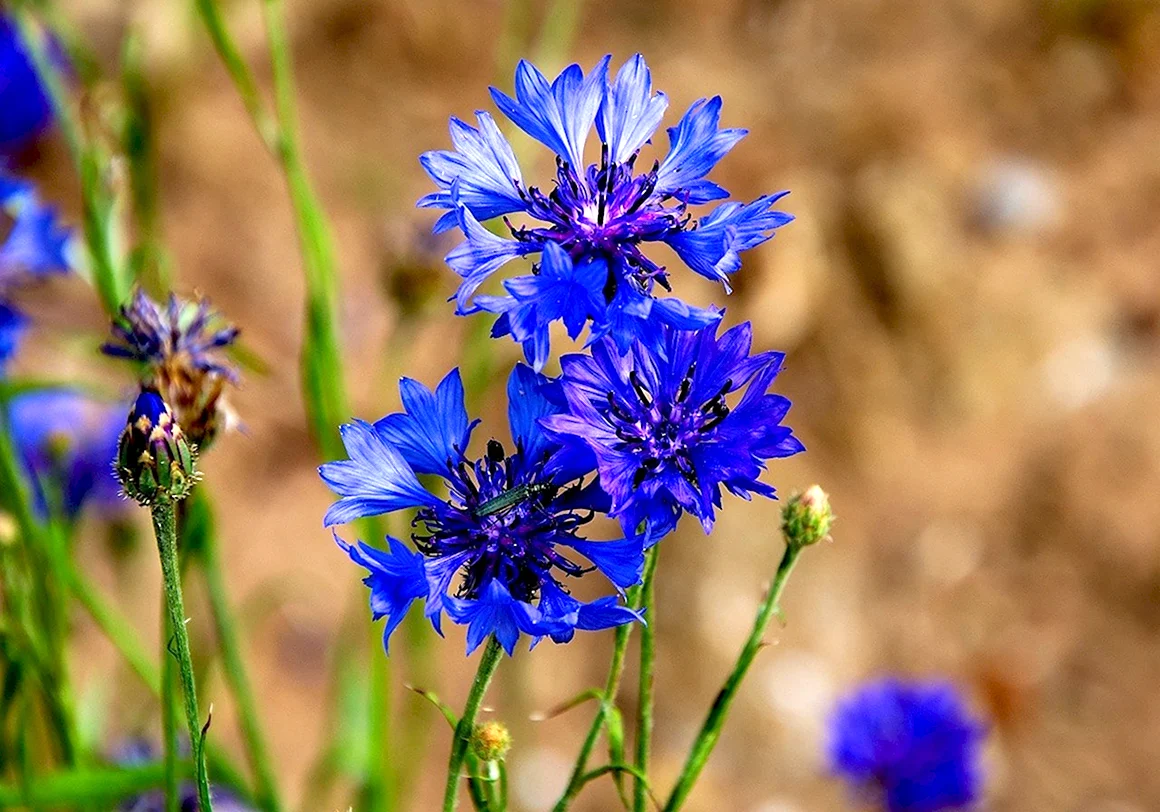 Василек пиндский Centaurea pindicola