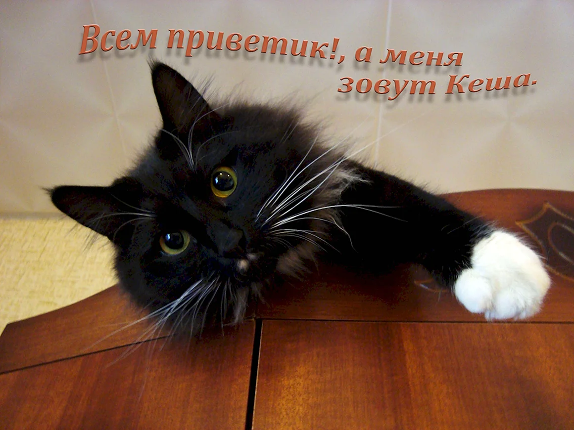 Вечерний приветик прикольные