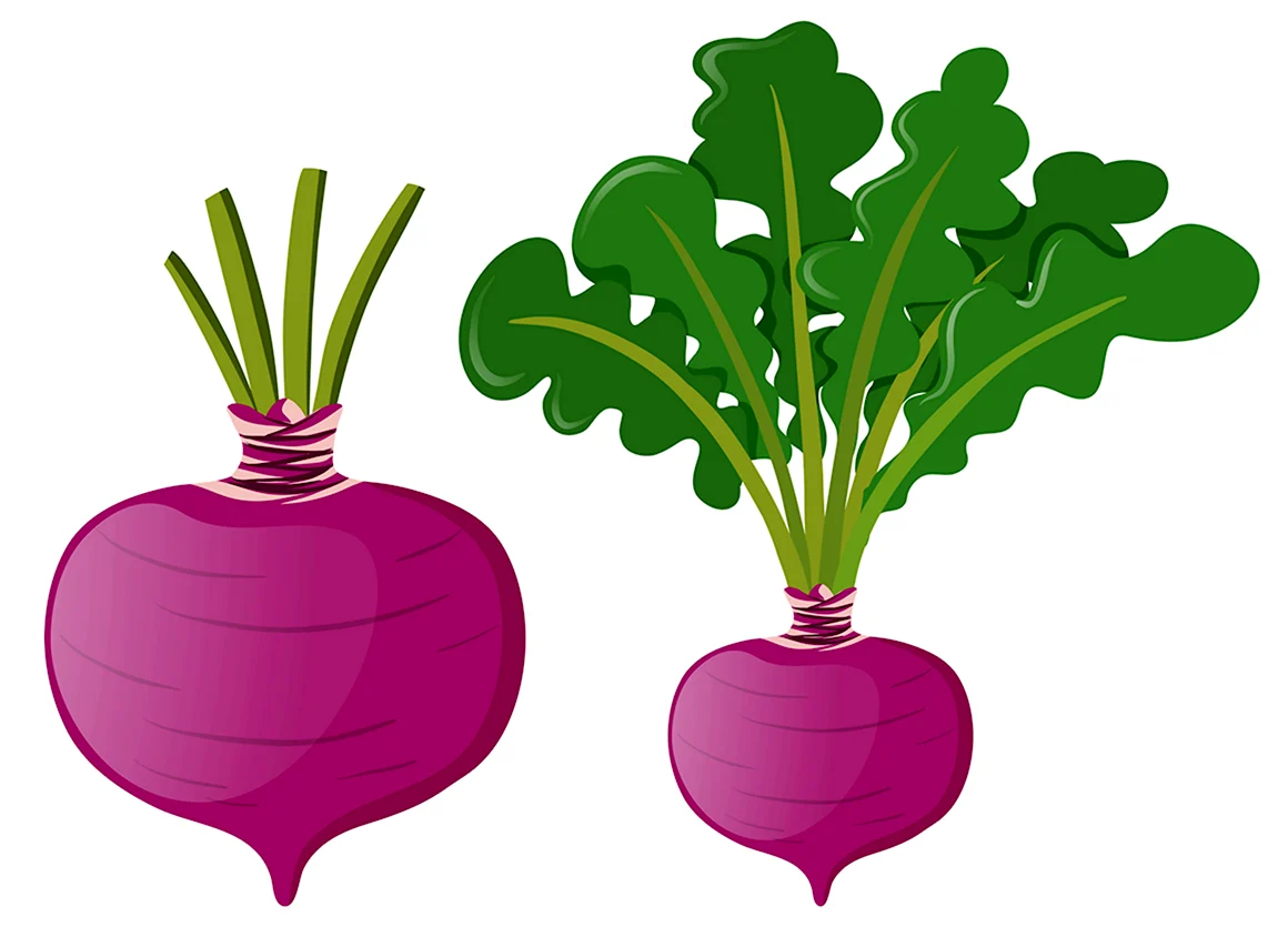 Vector редиска