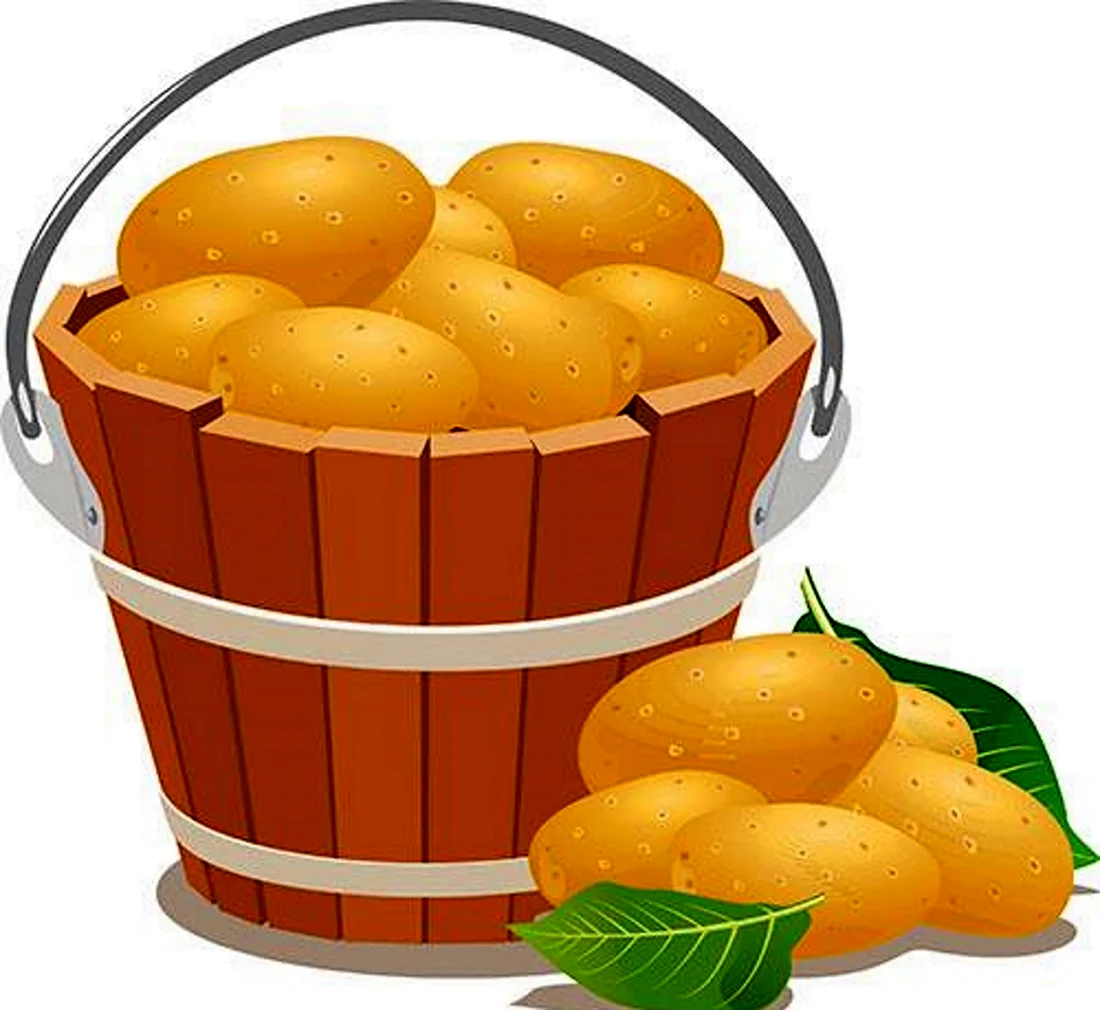 Ведро с картошкой на прозрачном фоне