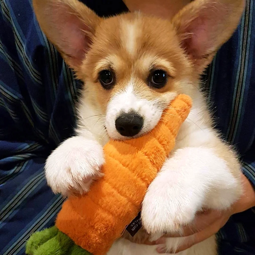 Вельш корги Эстетика