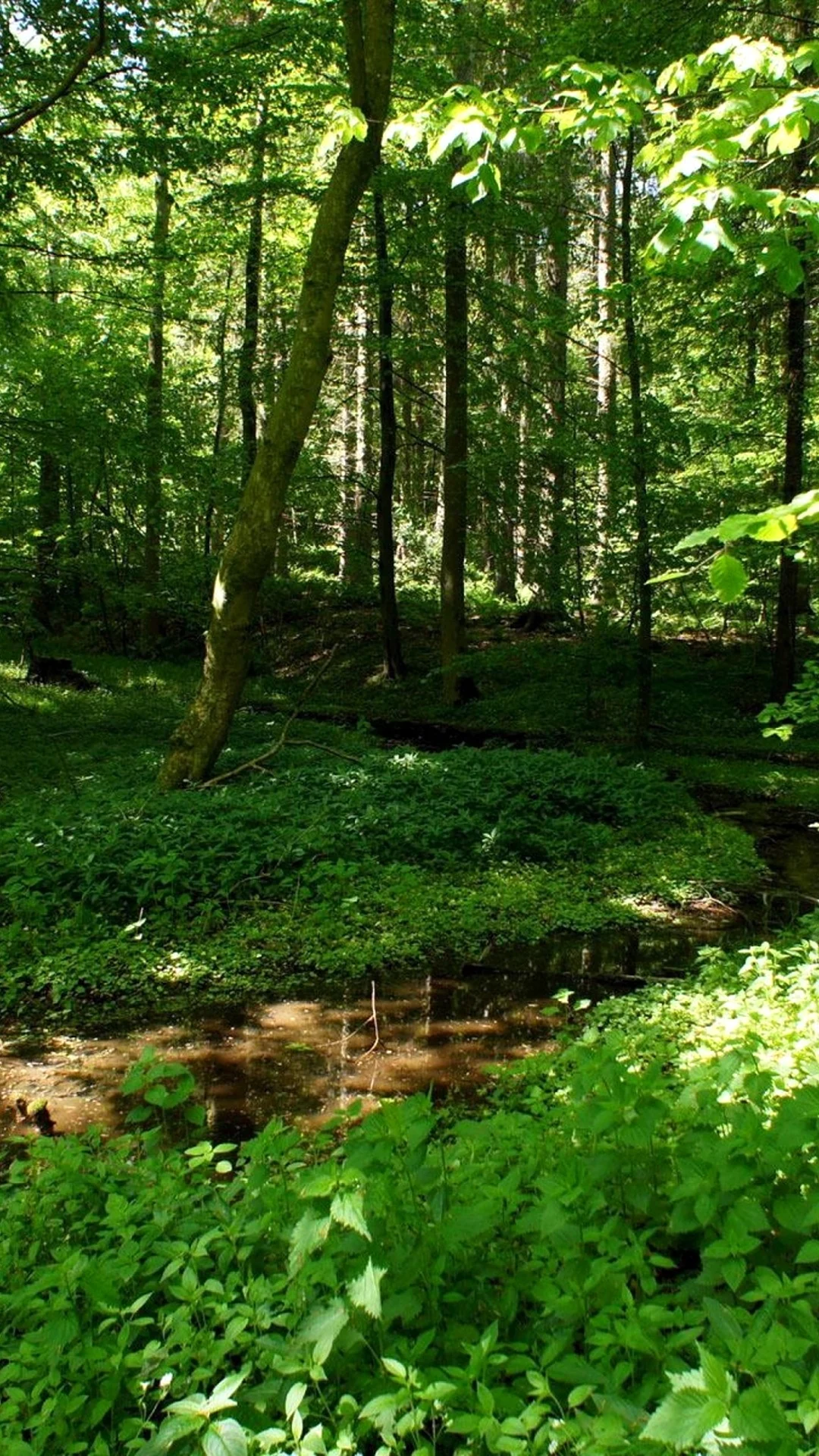 Венгрия природа лес