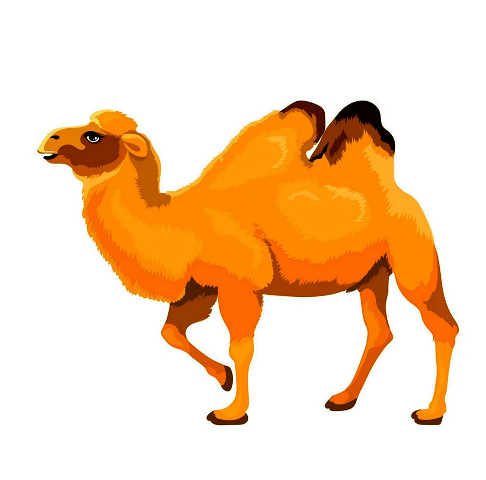 Верблюд vector stock