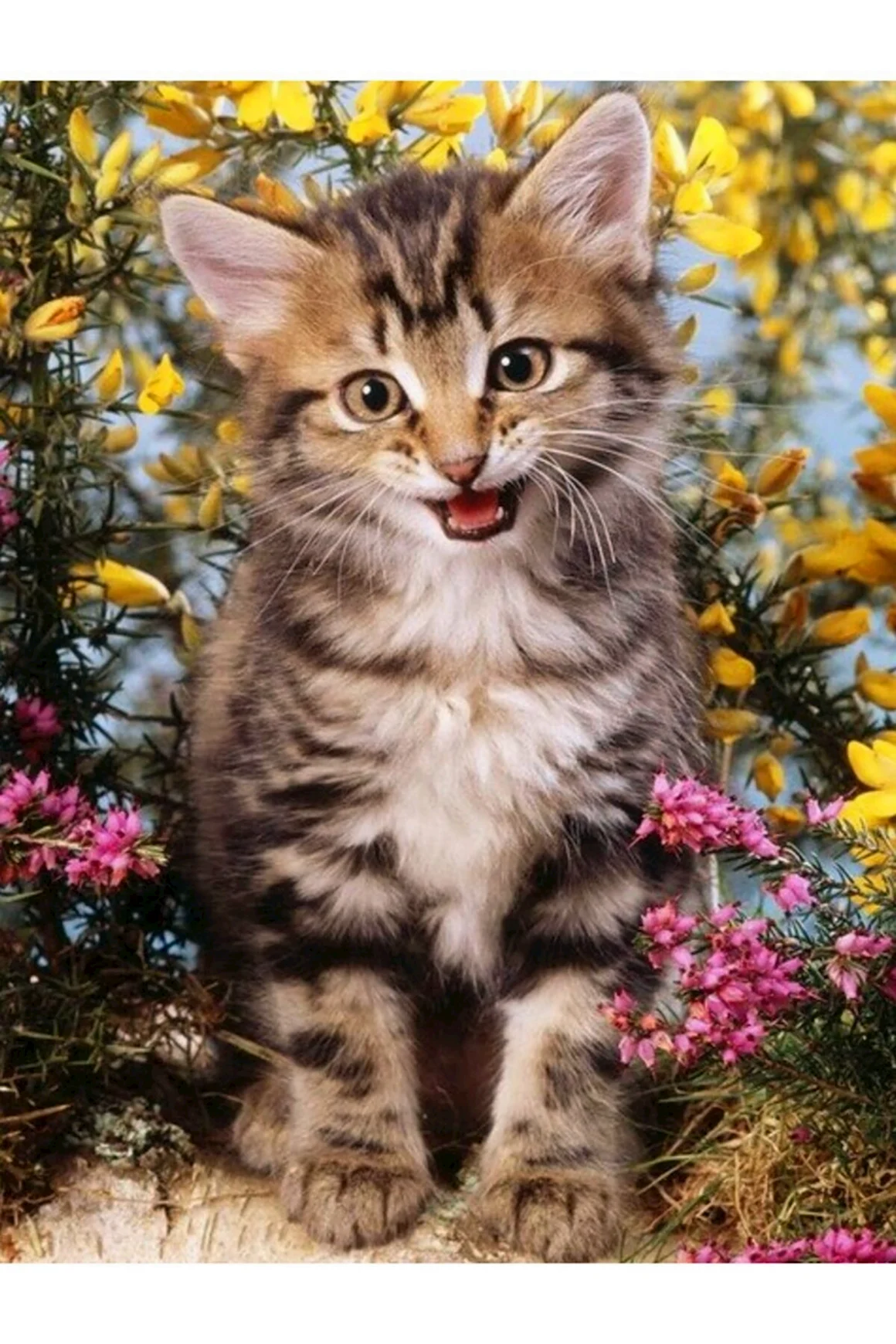 Вертикальный кот