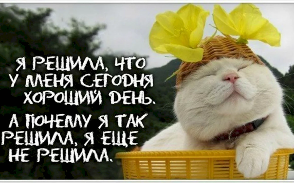 Веселые статусы для настроения