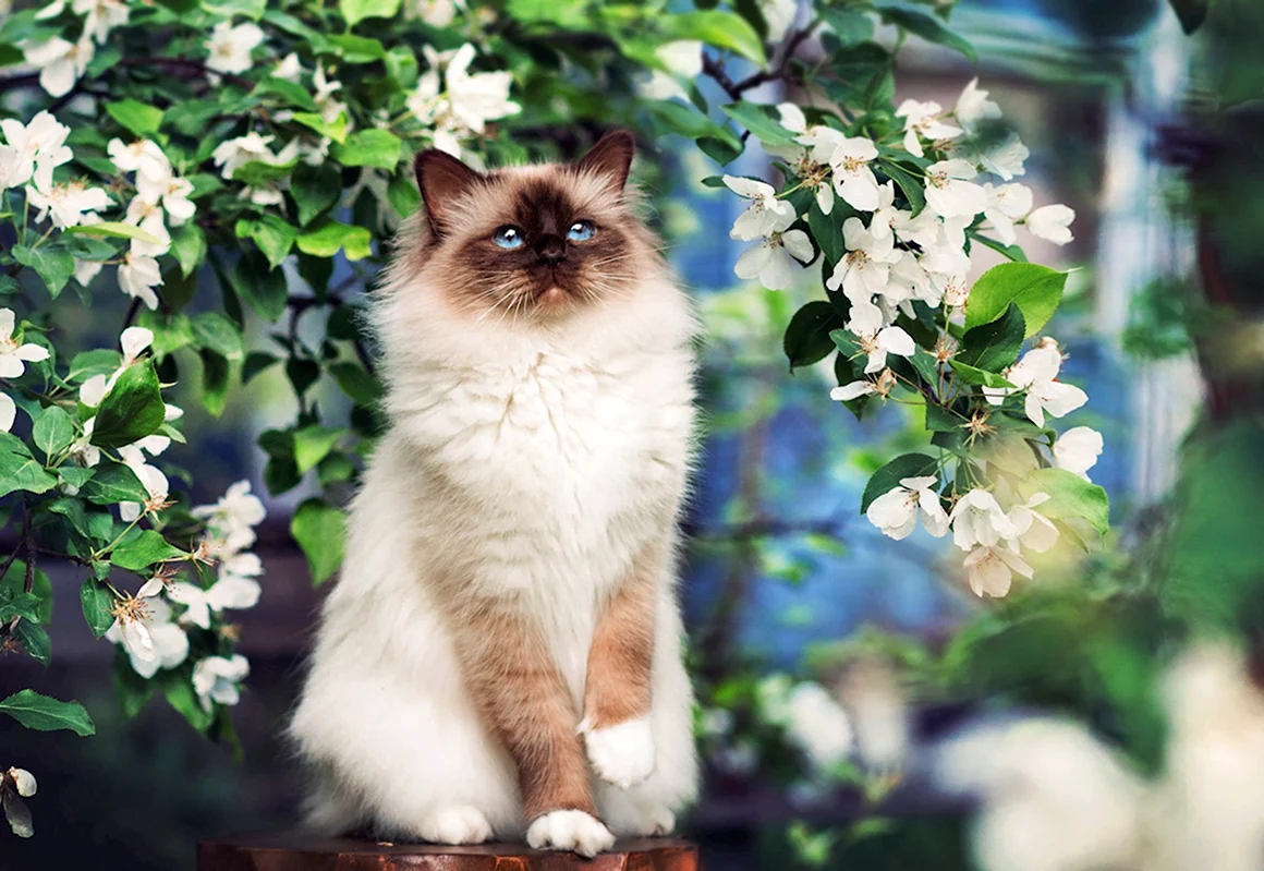 Весенние кошки