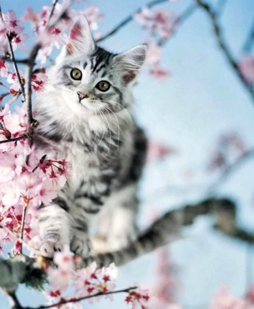 Весенние кошки