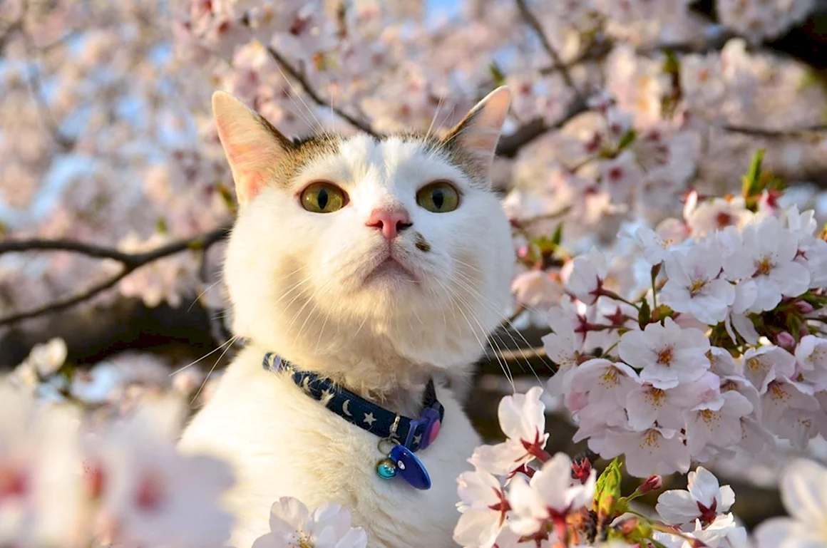 Весенние кошки