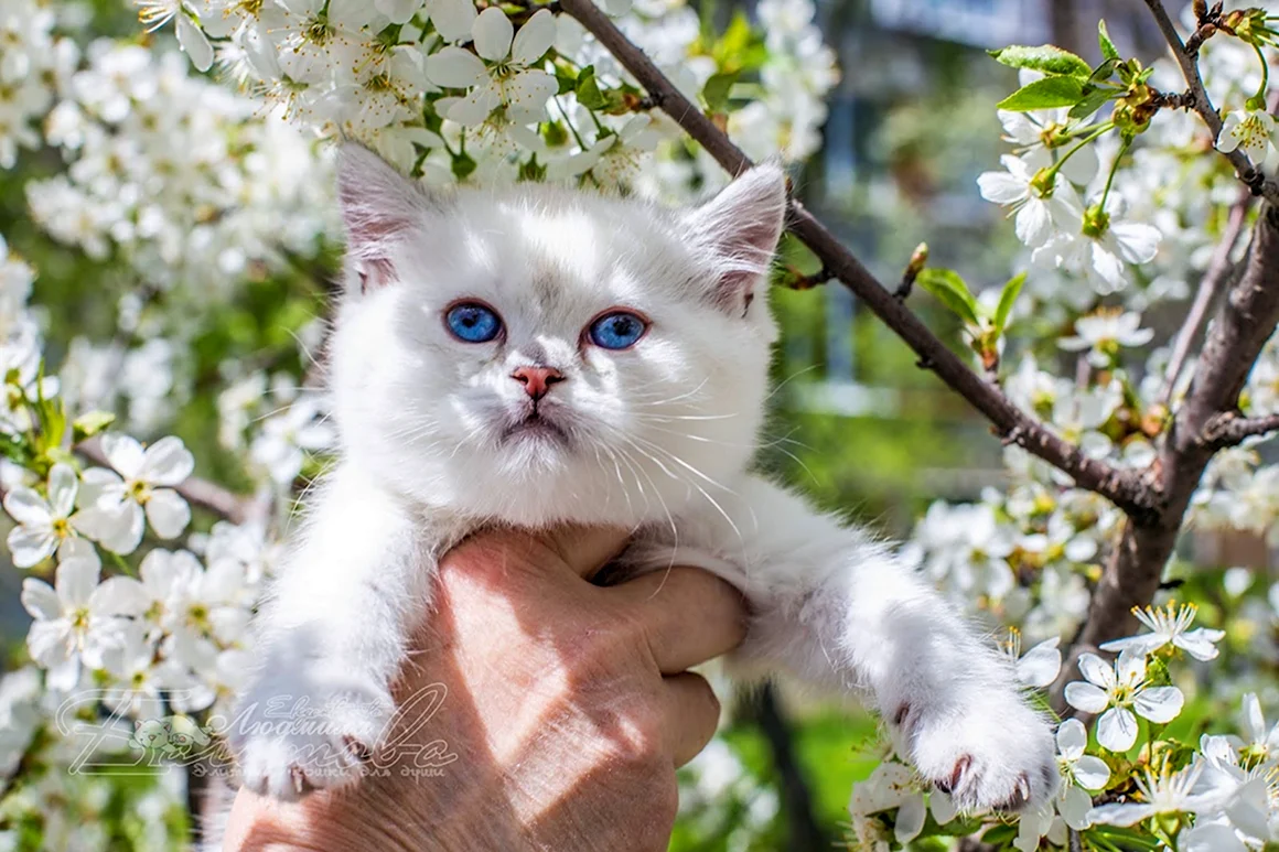 Весенние котята