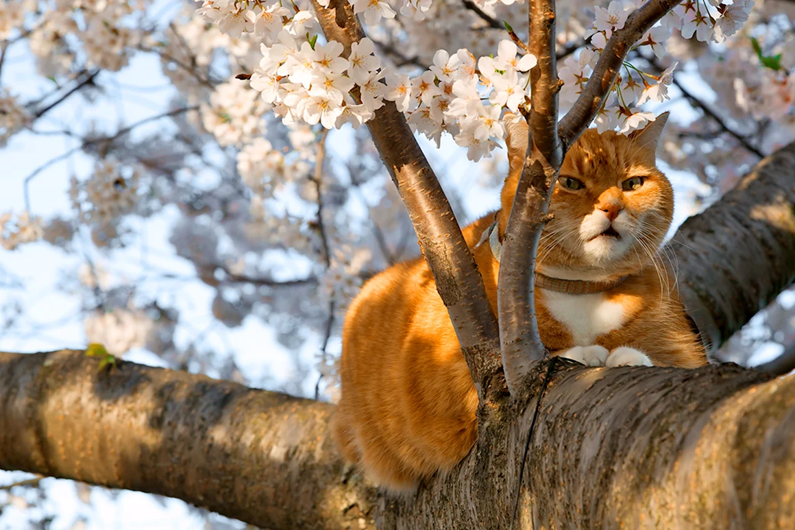 Весенние коты