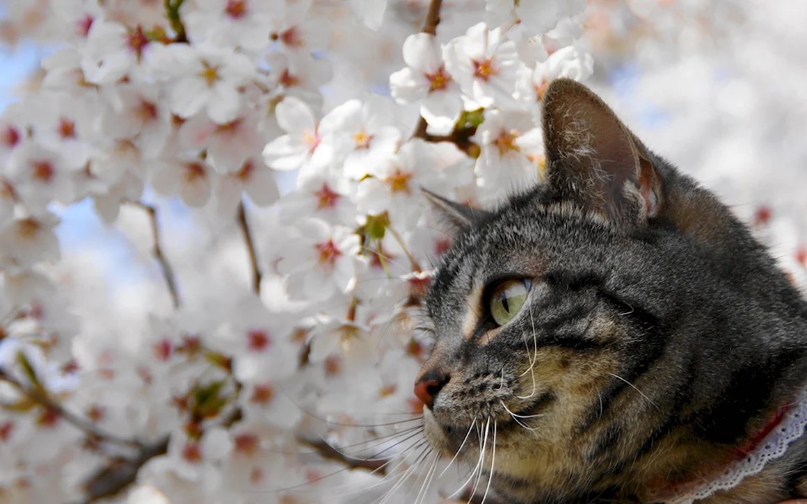 Весенние коты