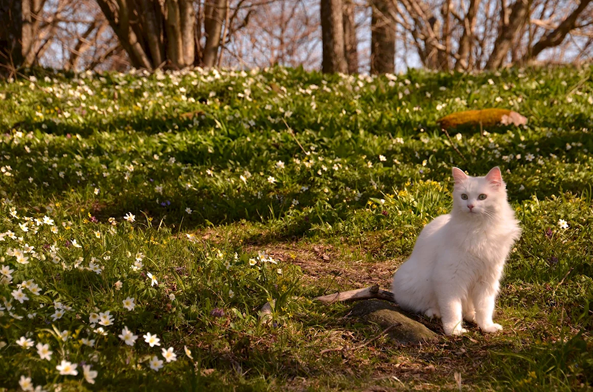 Весенние коты