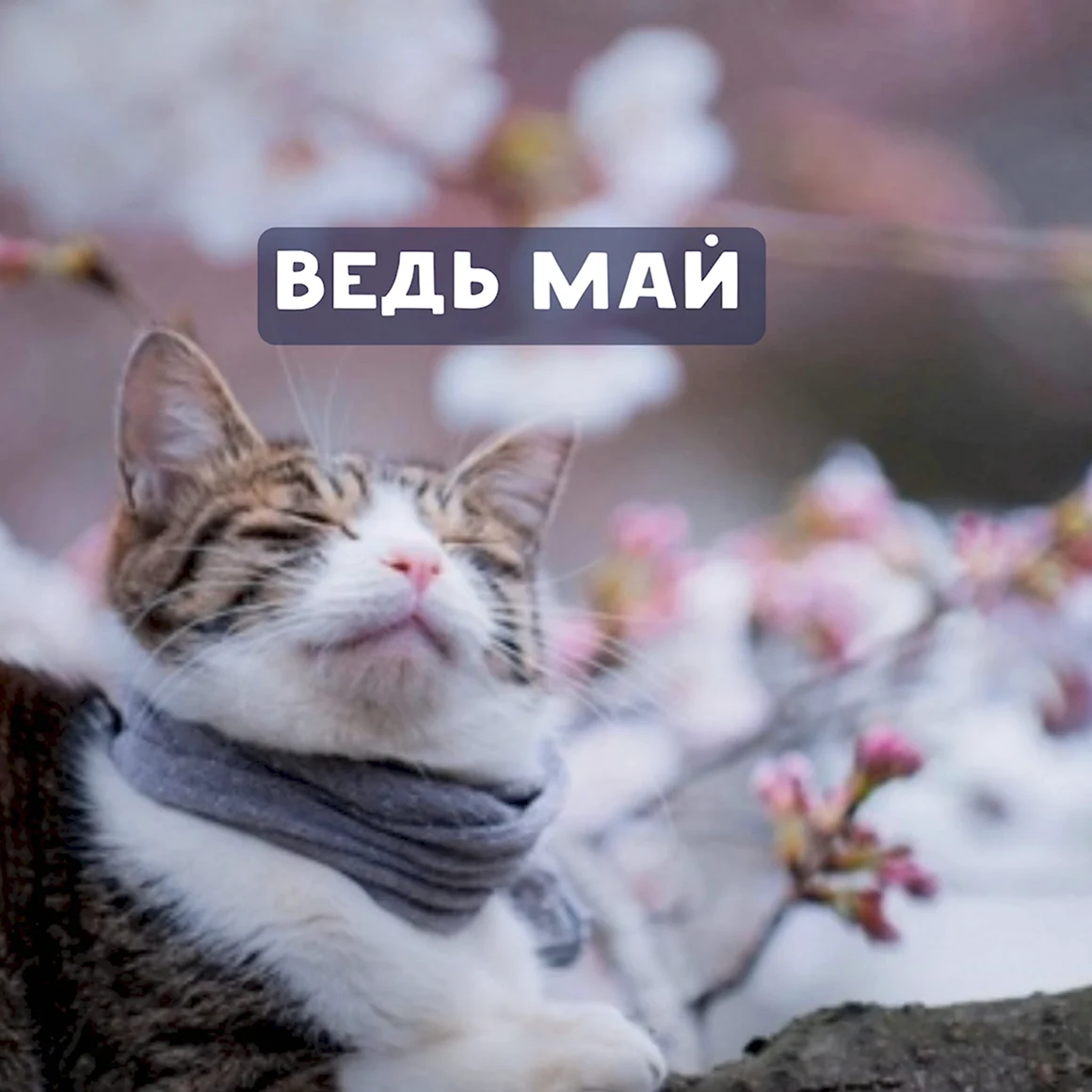 Весенние коты