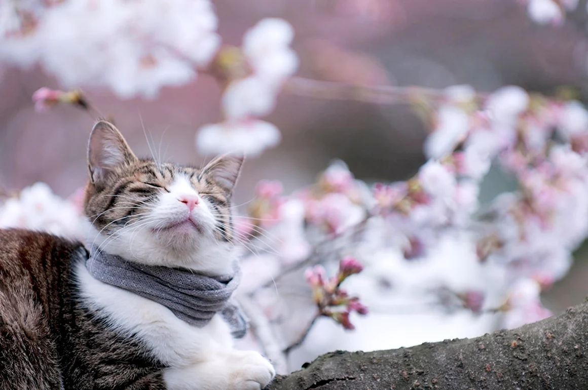Весенние коты