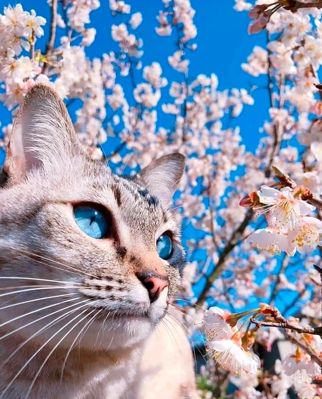 Весенние коты