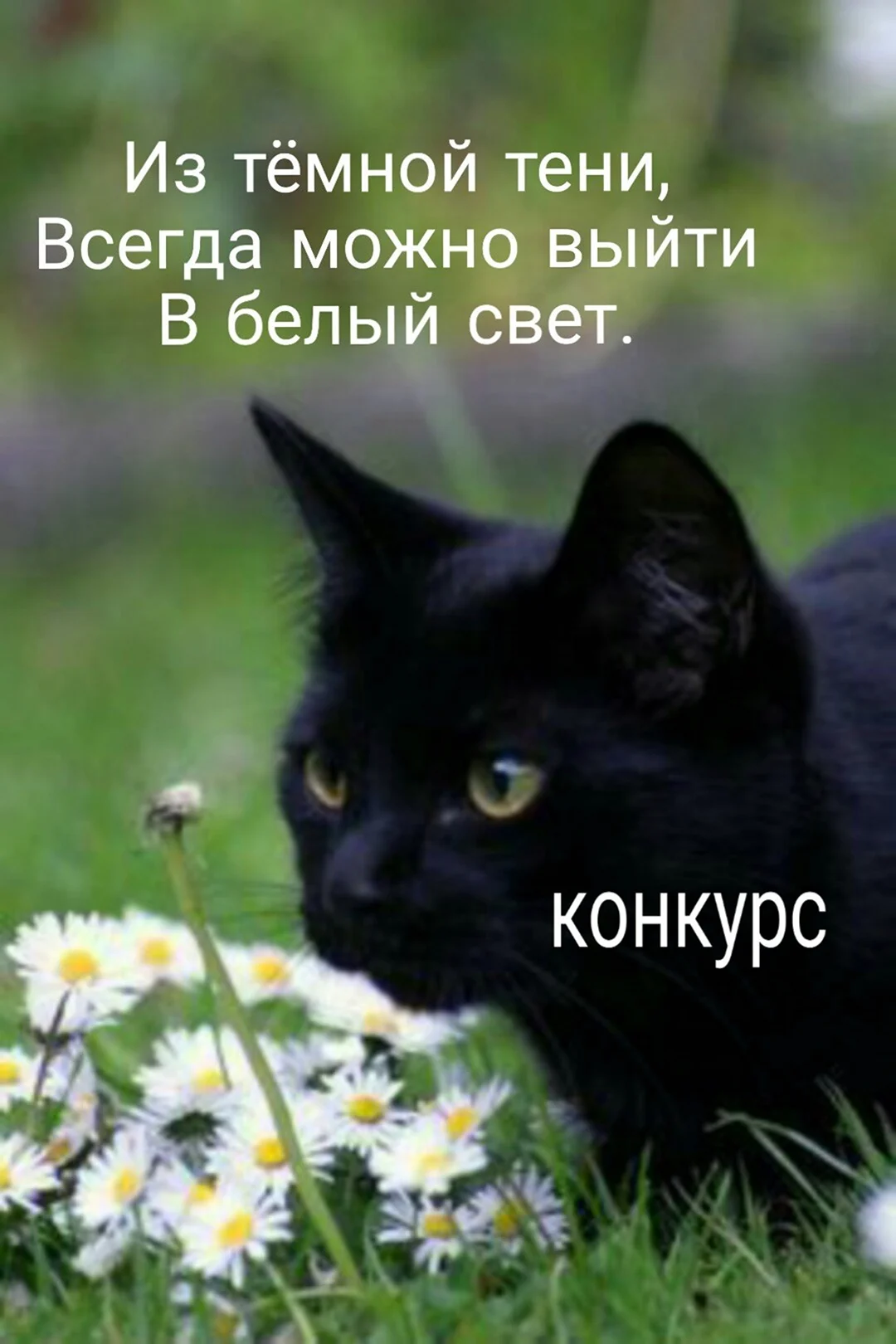 Весенний черный кот