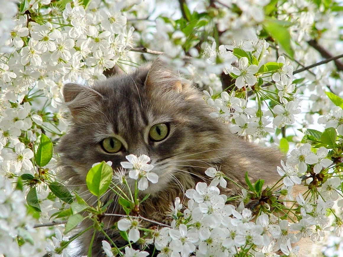 Весенний кот