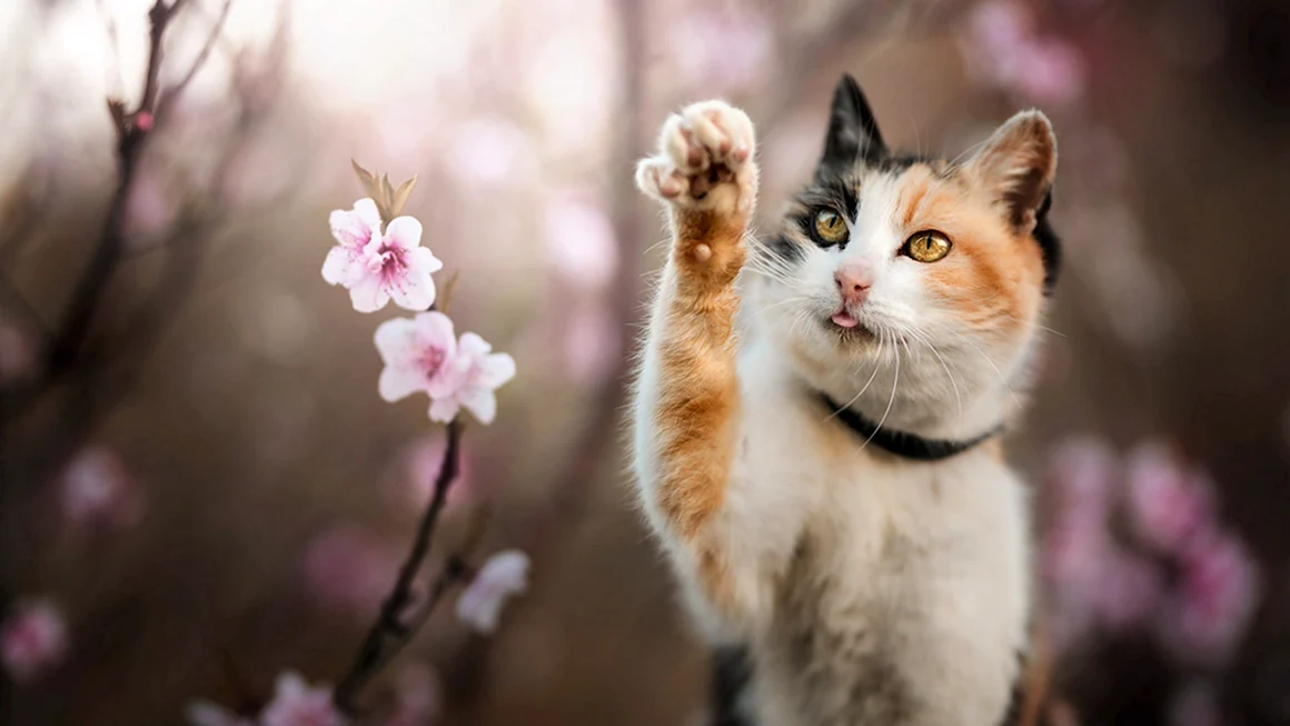 Весенний кот