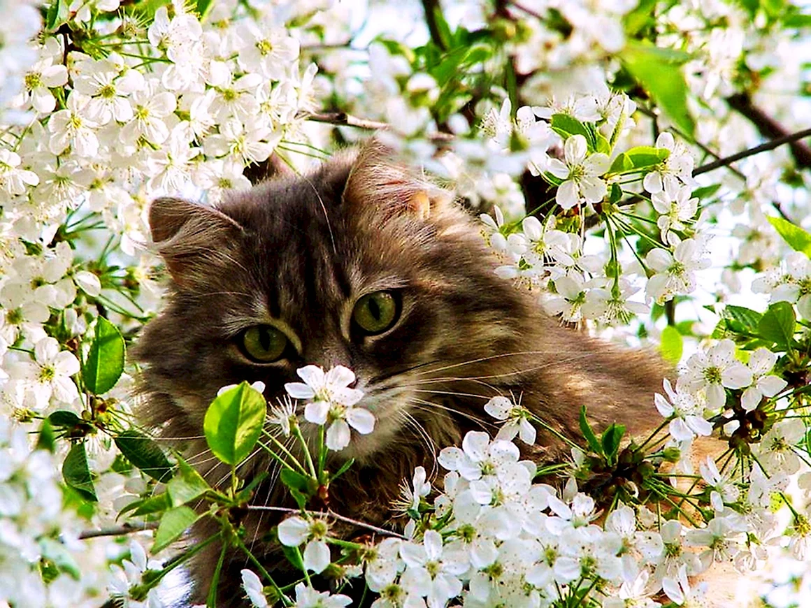 Весенний кот