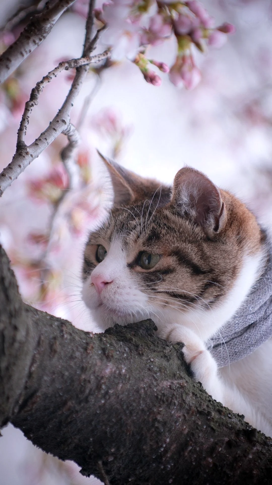 Весна и котики