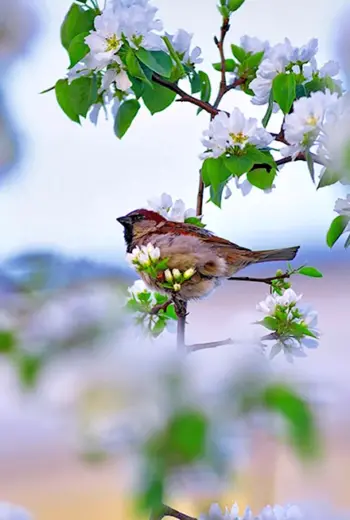 Весна природа