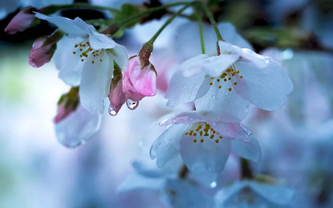 Весна природа