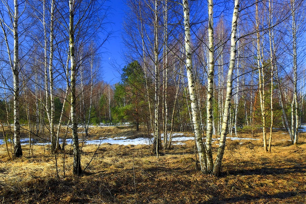 Весна в лесу