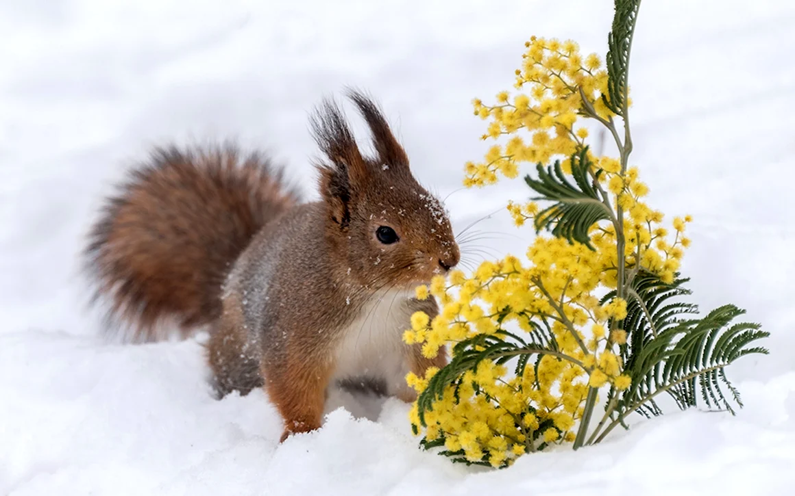 Весна животные