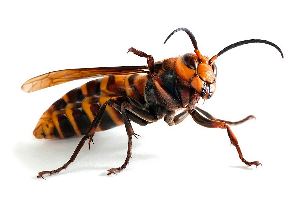 Vespa mandarinia Шершень