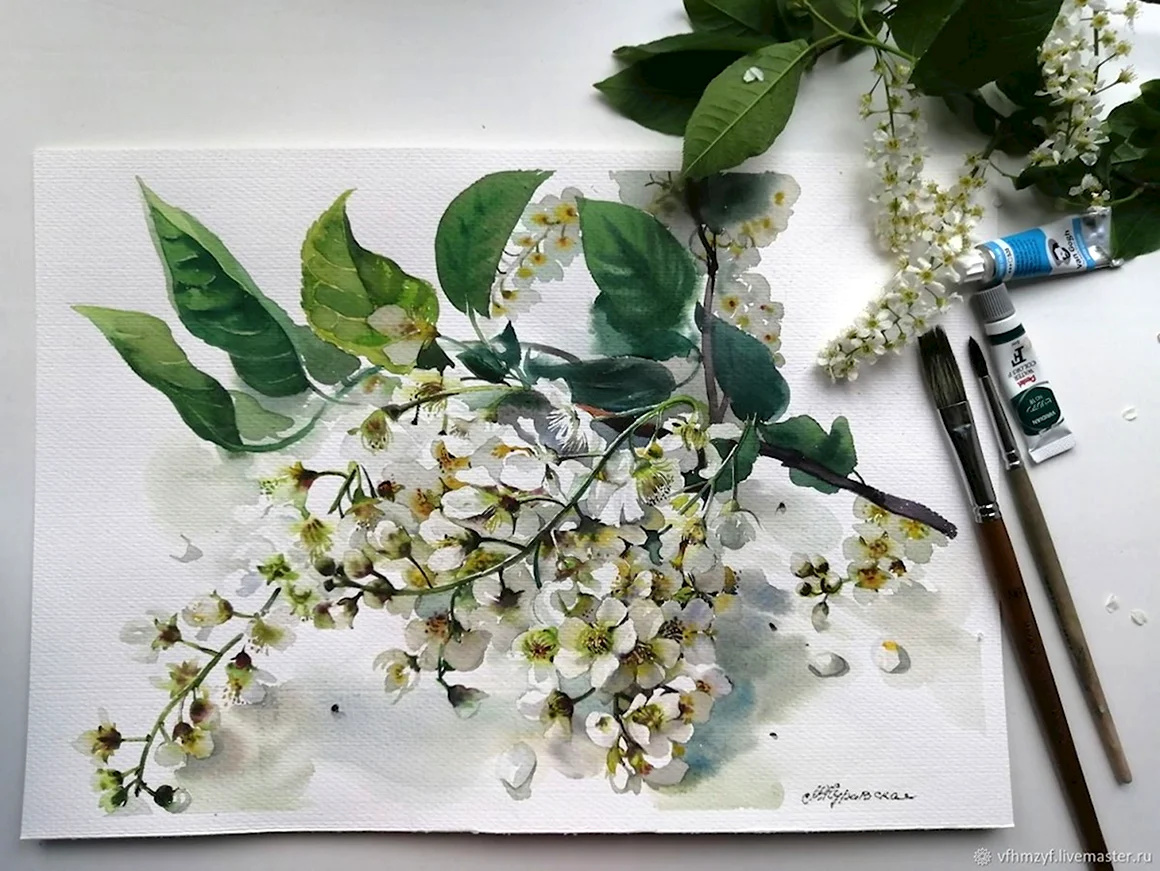 Ветка черемухи акварель Базанова