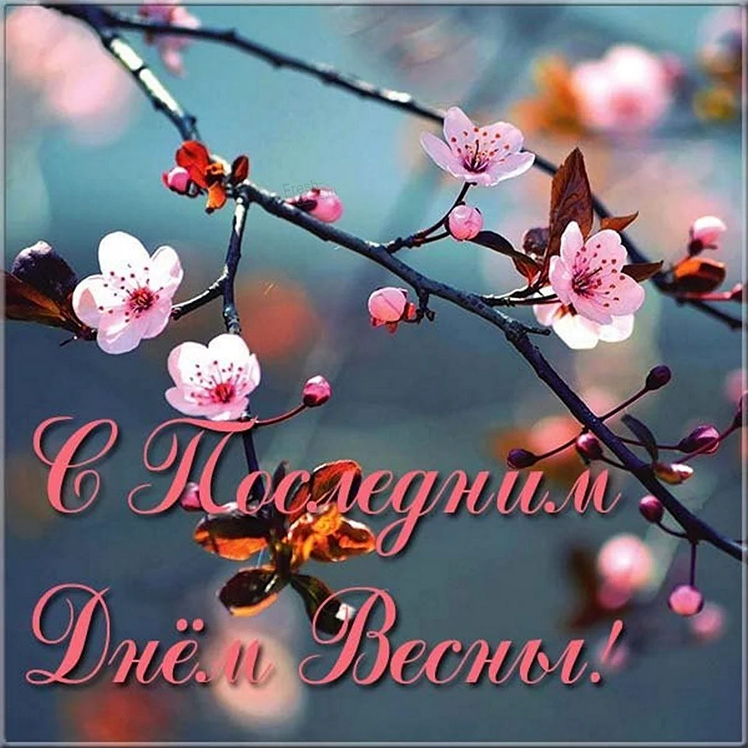 Ветка Сакуры