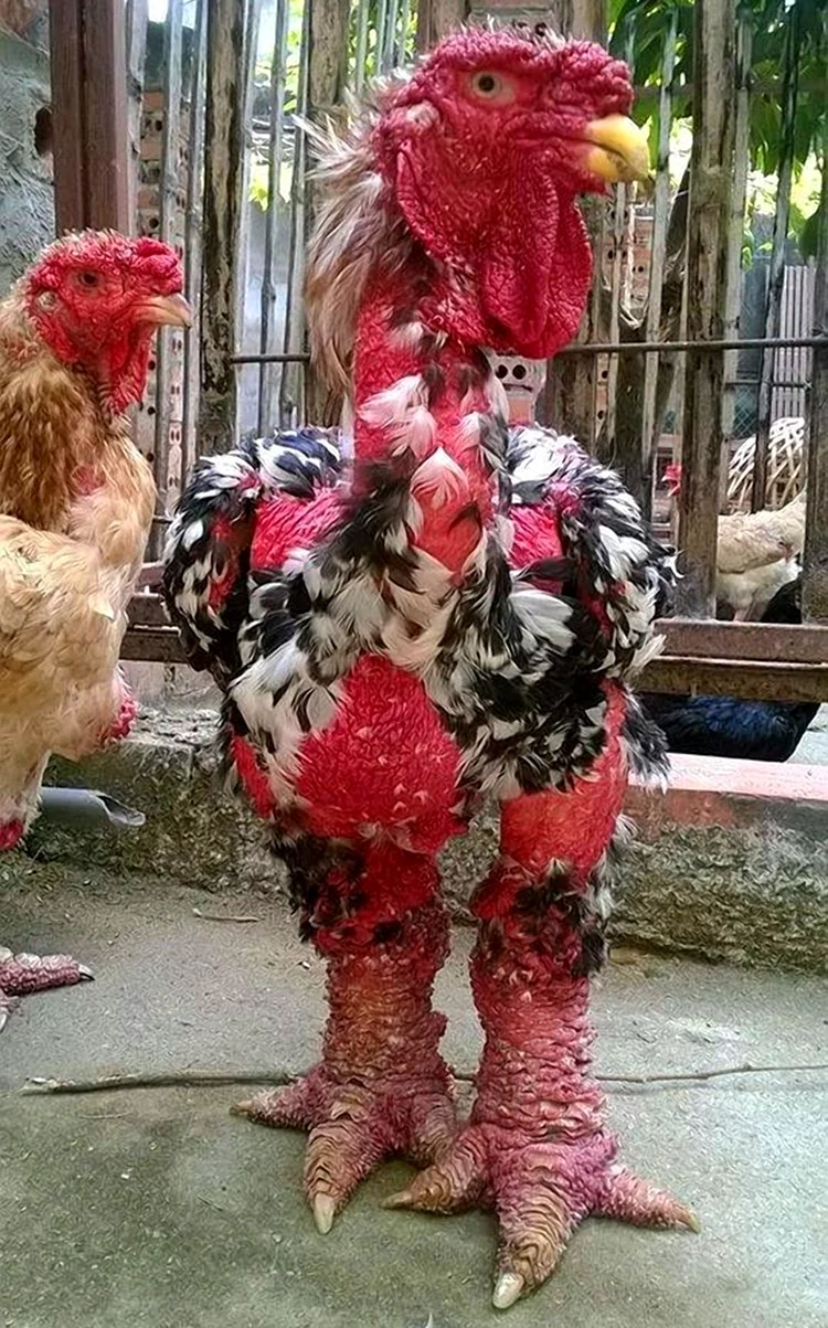 Вьетнамский Бойцовый петух га Донг Тао