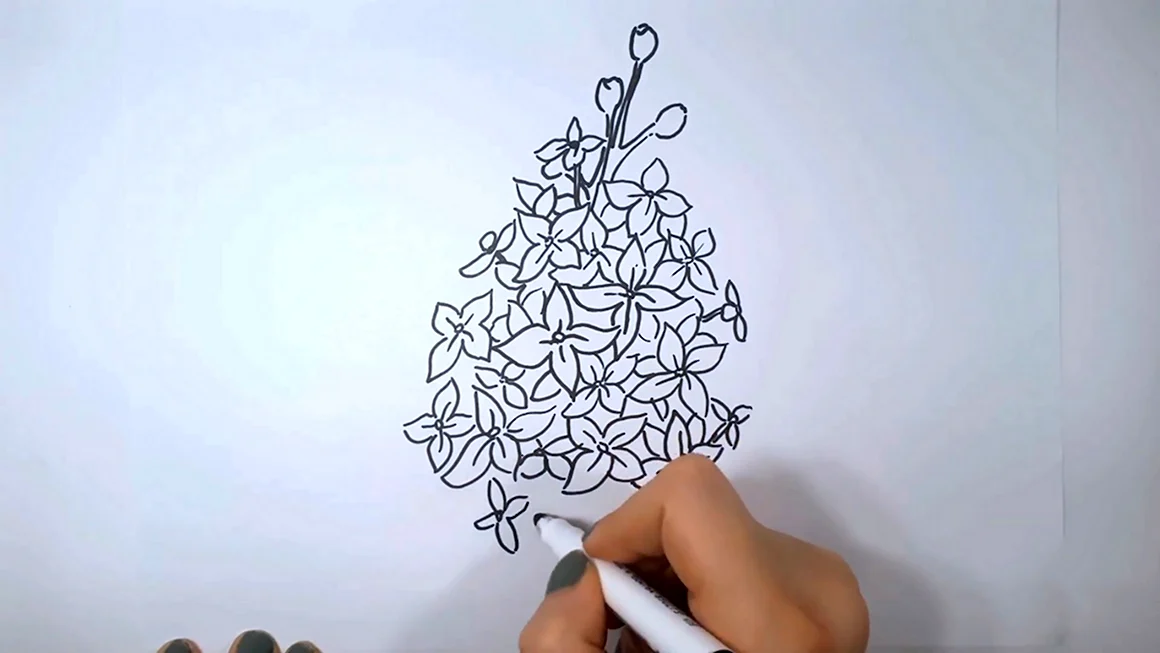 Веточка сирени карандашом