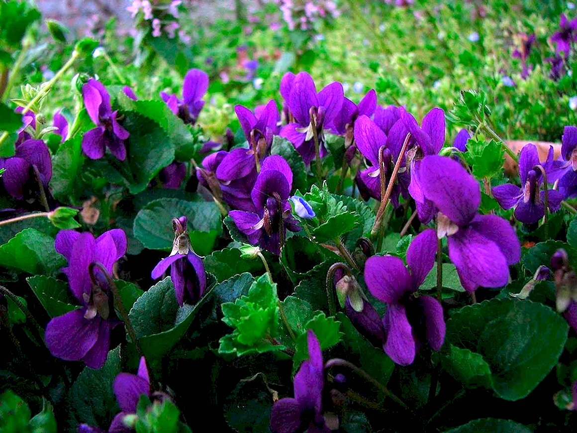 Viola odorata фиалка душистая