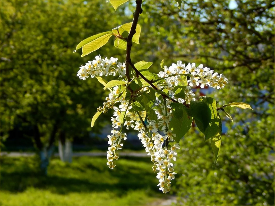 Виргинская черемуха душистая