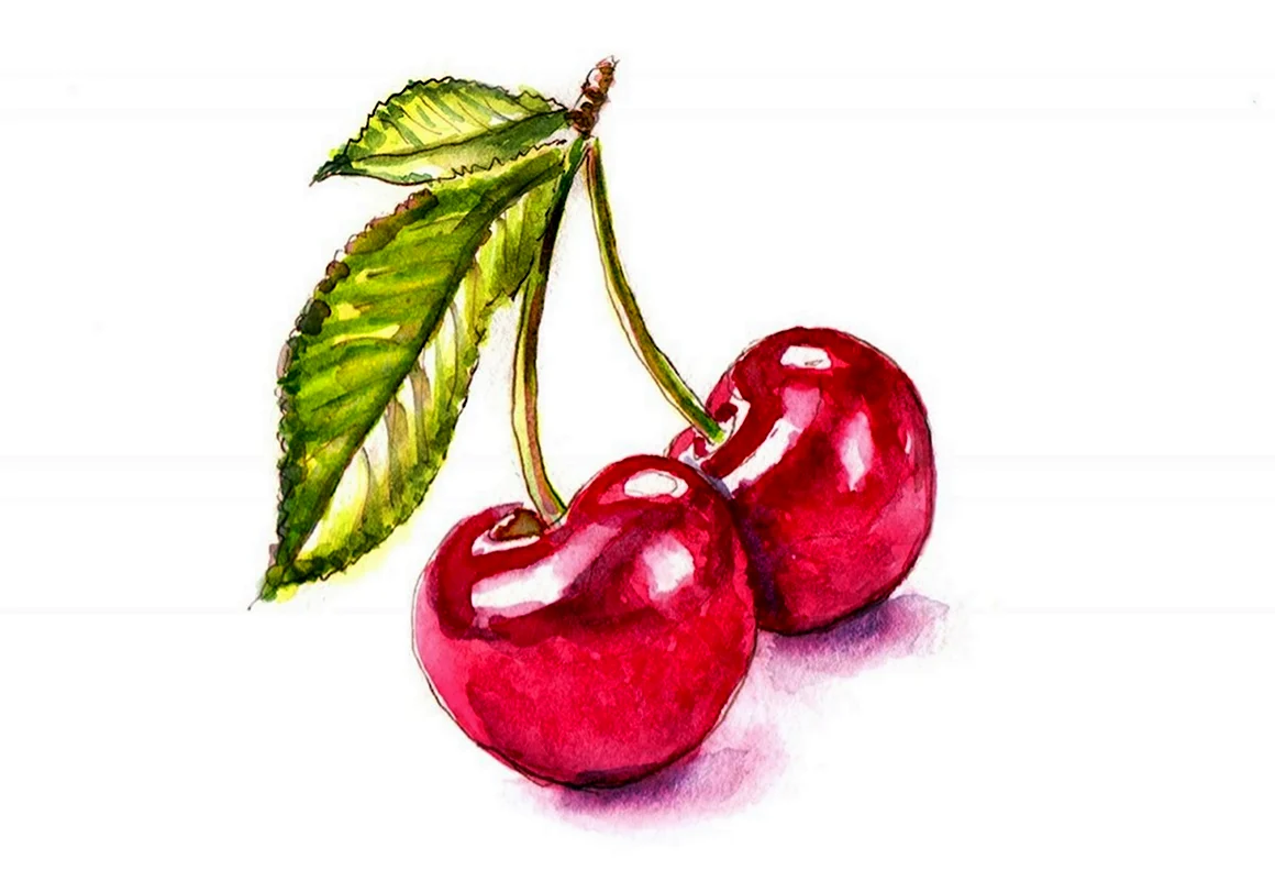 Вишня акварелью